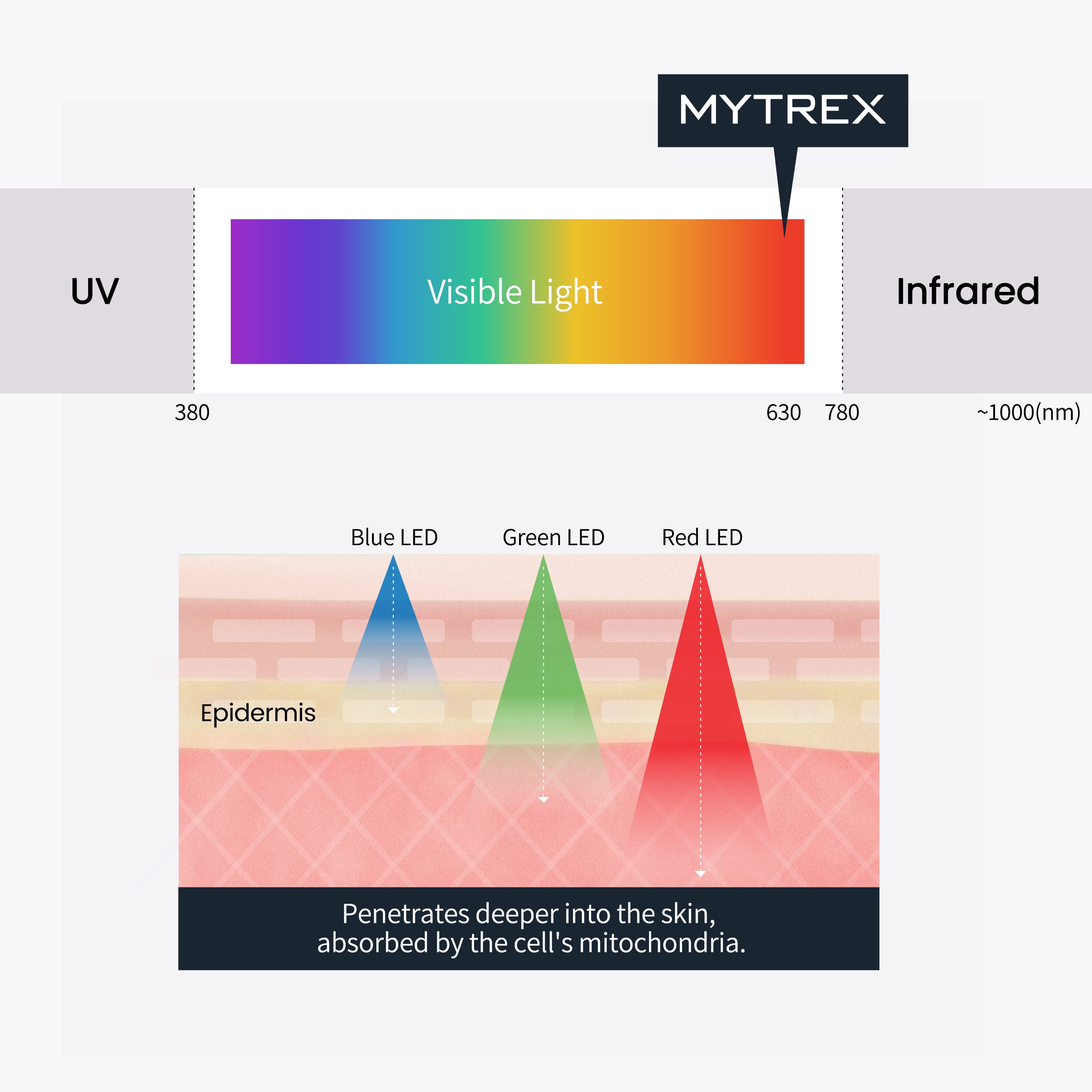 EMS-HEAD-SPA-PRO-MYTREX-5