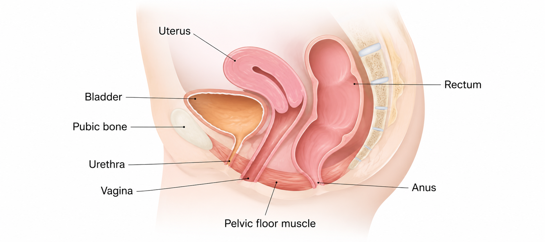 female-pelvic-floor-anatomy-diagram